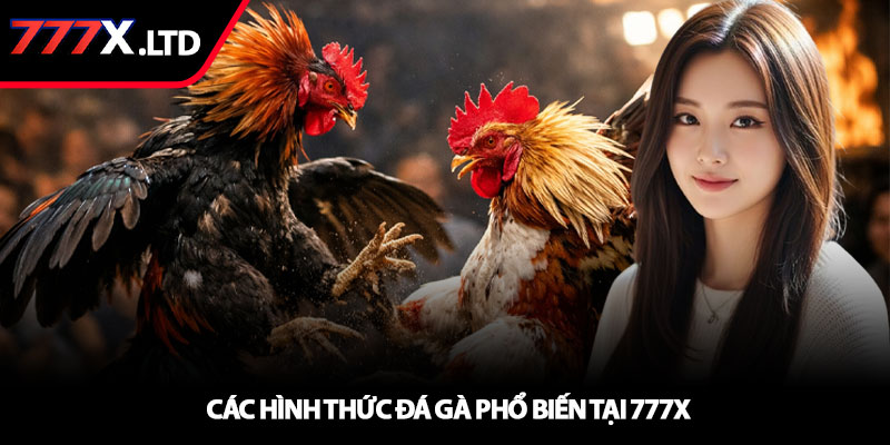 Đá gà 777x – Trận đấu gà chiến kịch tính nhất 3 Các hình thức đá gà phổ biến tại 777x