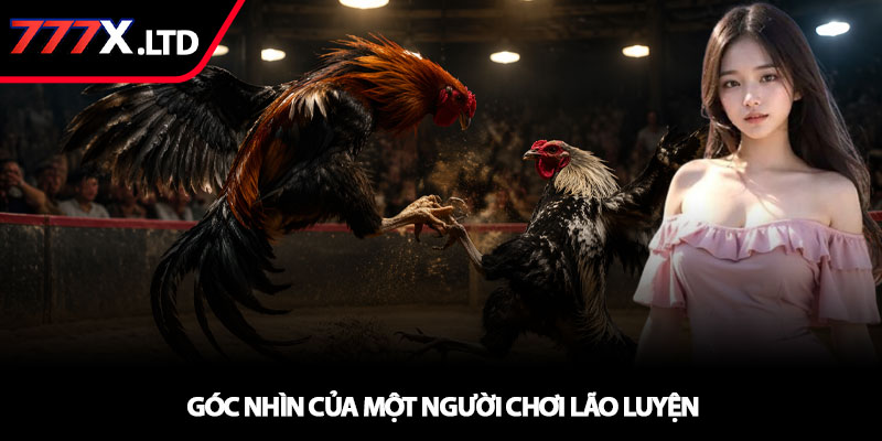 Đá gà thomo - Trải nghiệm thực chiến và hiệu quả tại 777x 4 Góc nhìn của một người chơi lão luyện