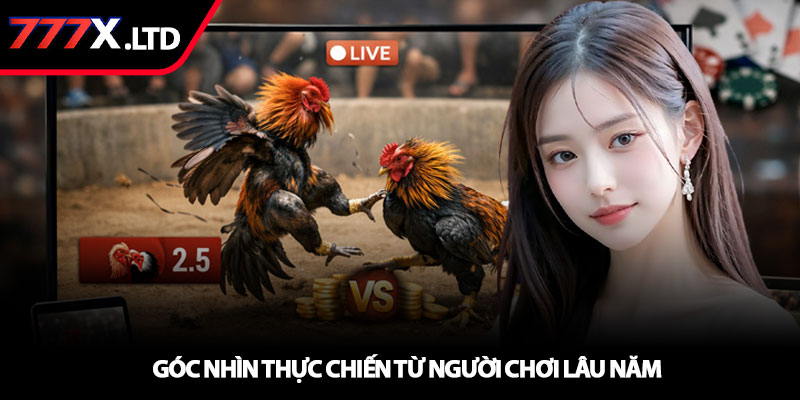 Xem đá gà trực tiếp - Trải nghiệm chuẩn HD tại 777x 4 Góc nhìn thực chiến từ người chơi lâu năm