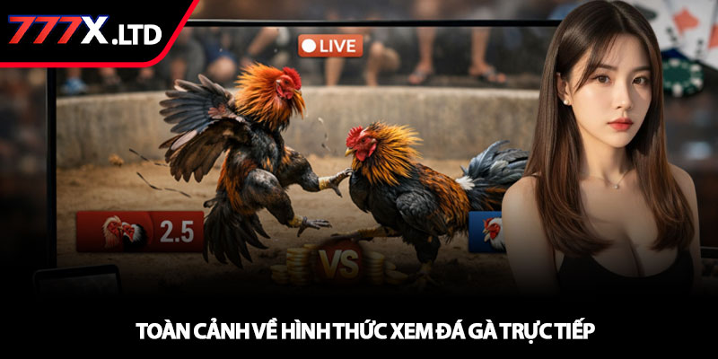 Xem đá gà trực tiếp - Trải nghiệm chuẩn HD tại 777x 2 Toàn cảnh về hình thức xem đá gà trực tiếp