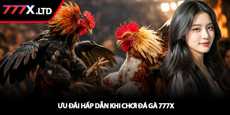 Đá gà 777x – Trận đấu gà chiến kịch tính nhất 4 Ưu đãi hấp dẫn khi chơi đá gà 777x